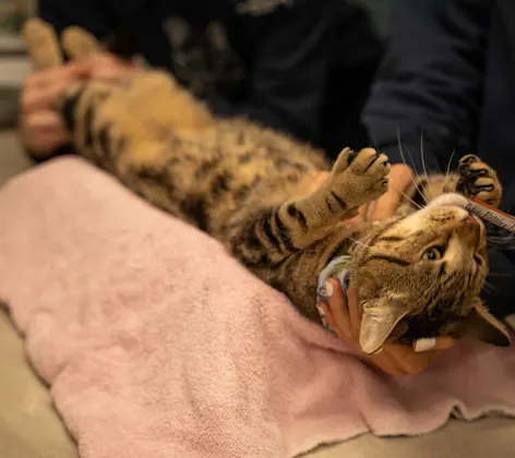 Goose the cat getting treated Goose the cat getting treated