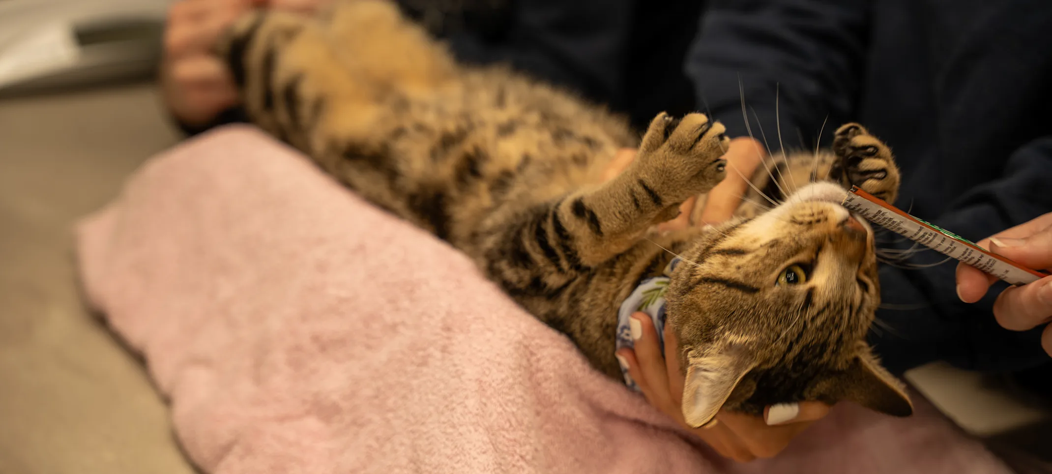 Goose the cat getting treated Goose the cat getting treated