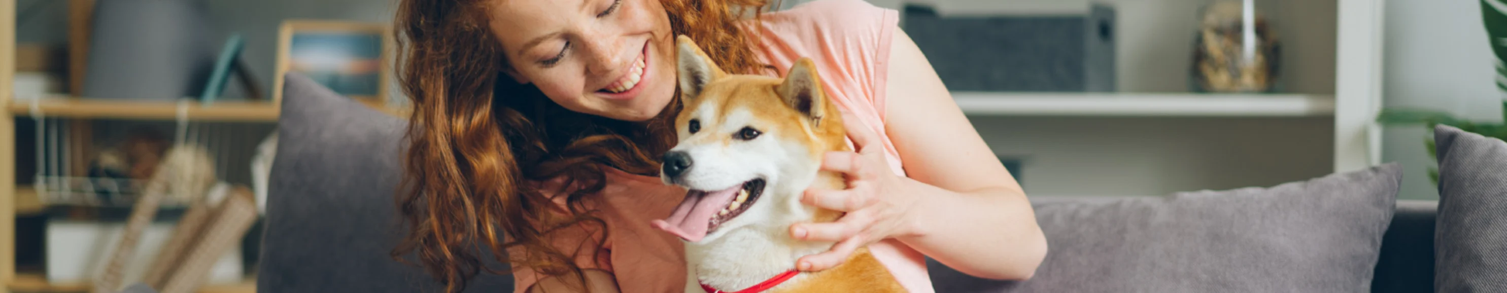 Woman playing with shiba inu dog on couch Woman playing with shiba inu dog on couch