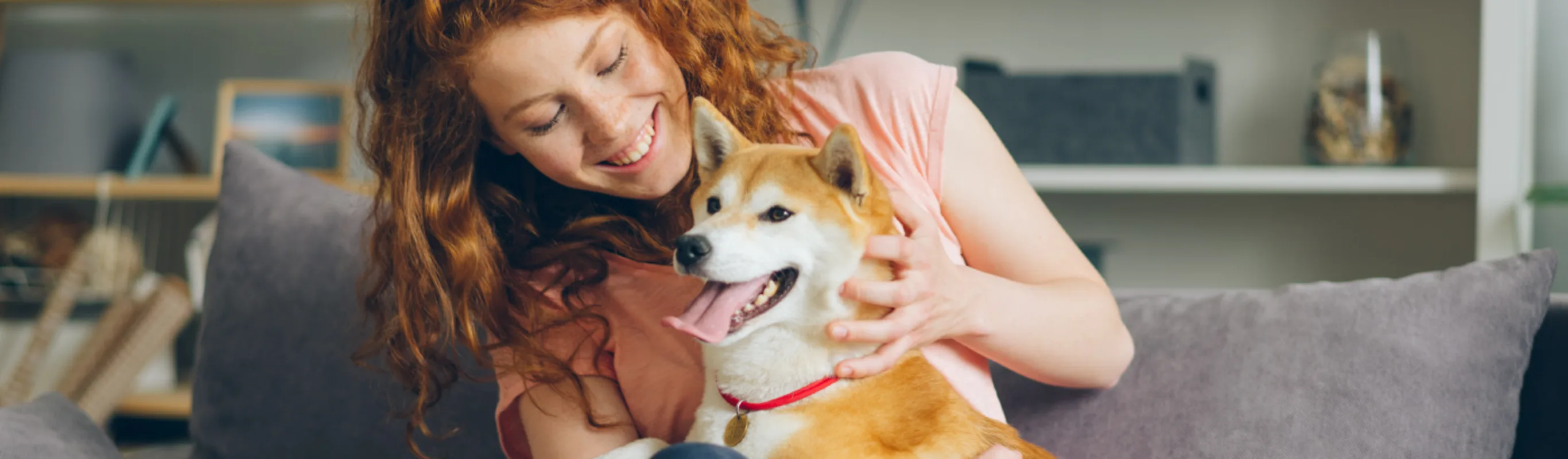 Woman playing with shiba inu dog on couch Woman playing with shiba inu dog on couch