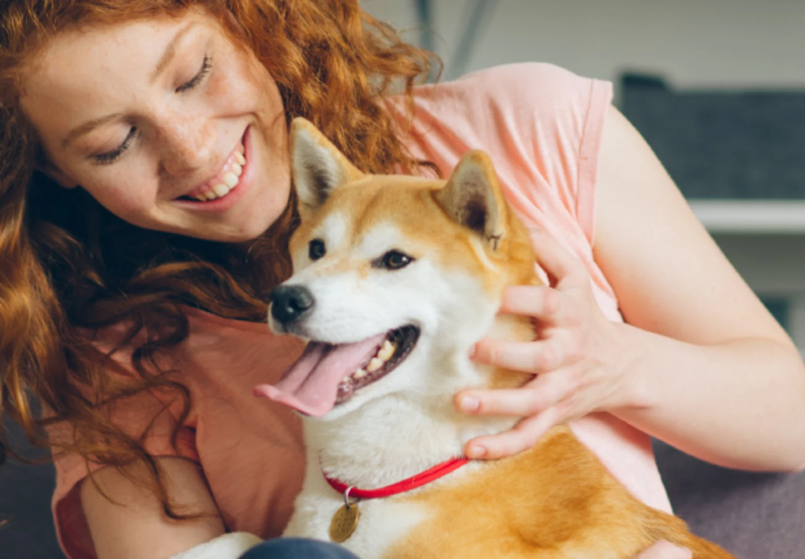 Woman playing with shiba inu dog on couch Woman playing with shiba inu dog on couch