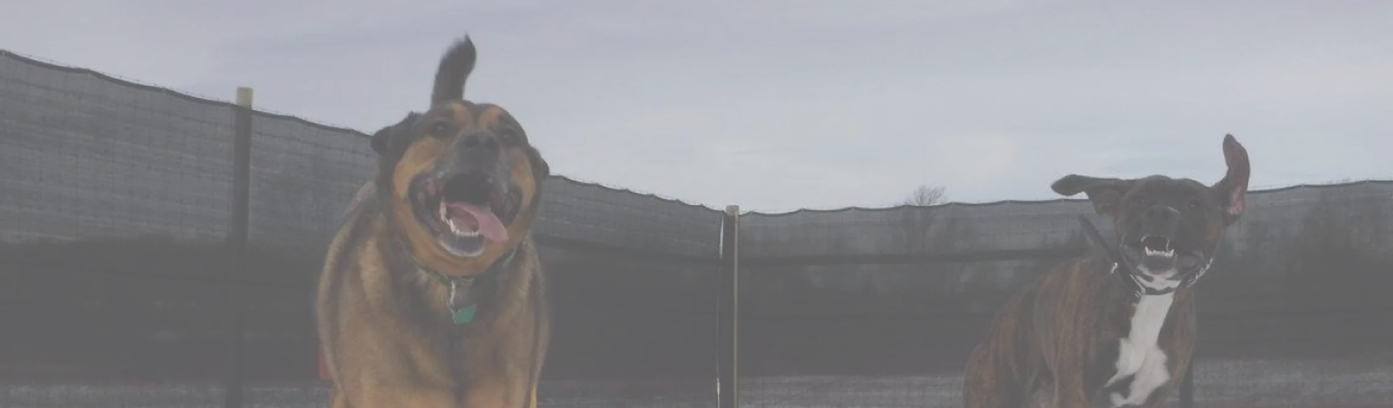 Lake Street Veterinary Clinic DOGS IN SNOW Lake Street Veterinary Clinic DOGS IN SNOW