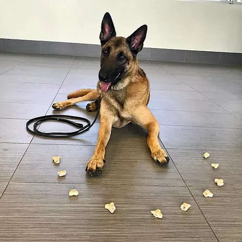 Dog waiting in front of treats Dog waiting in front of treats