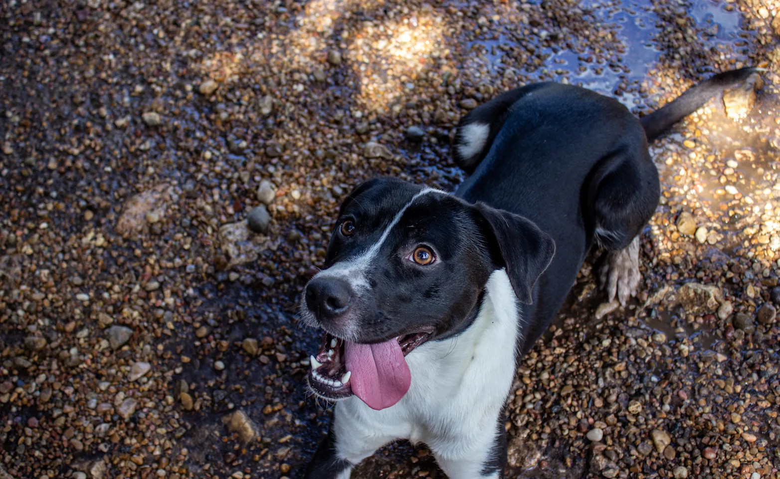 Dog with tongue hanging out