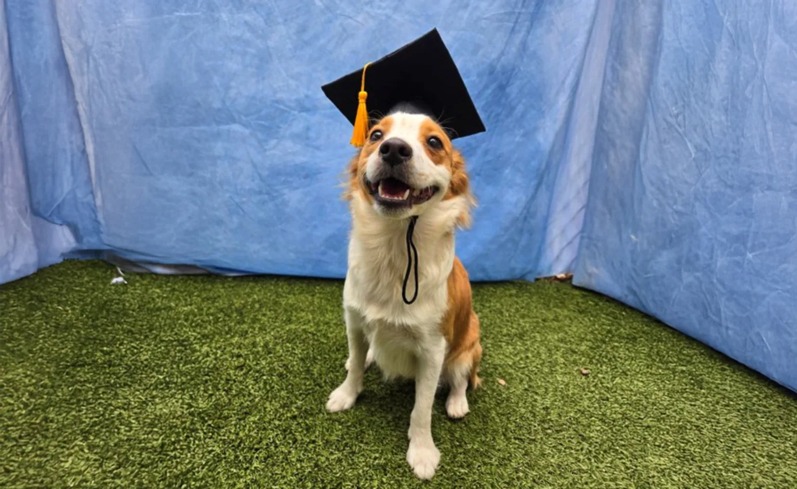 Dog with Grad Hat Dog with Grad Hat