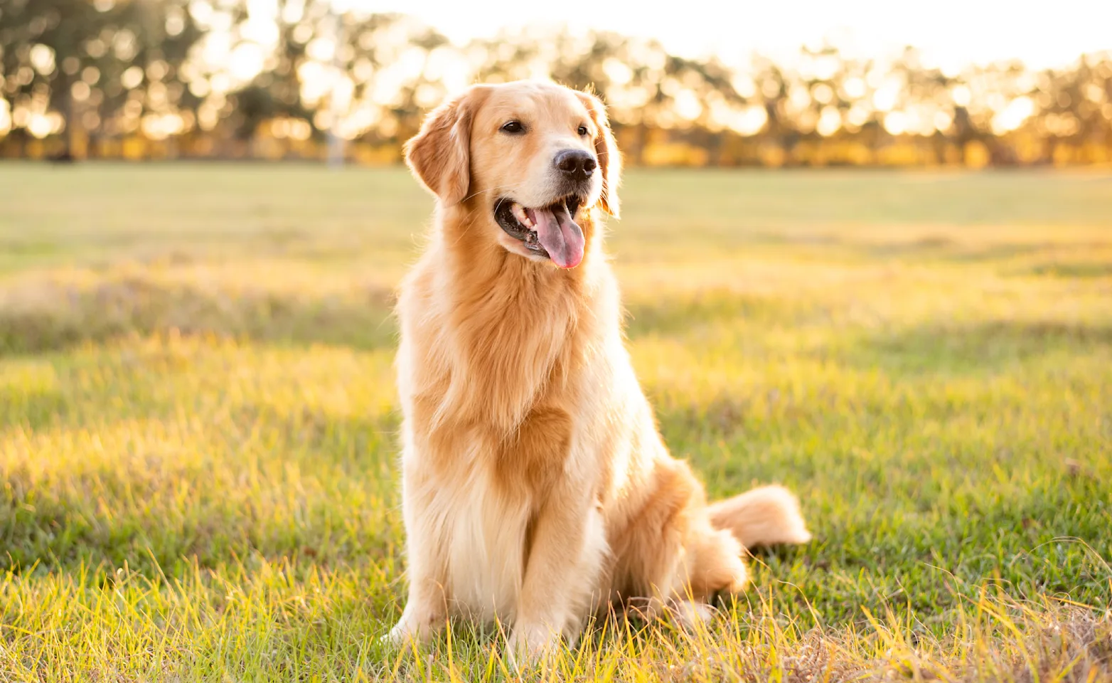 Dog in field