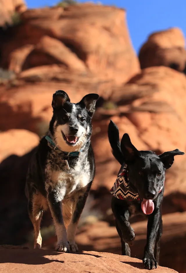 Dogs Dogs