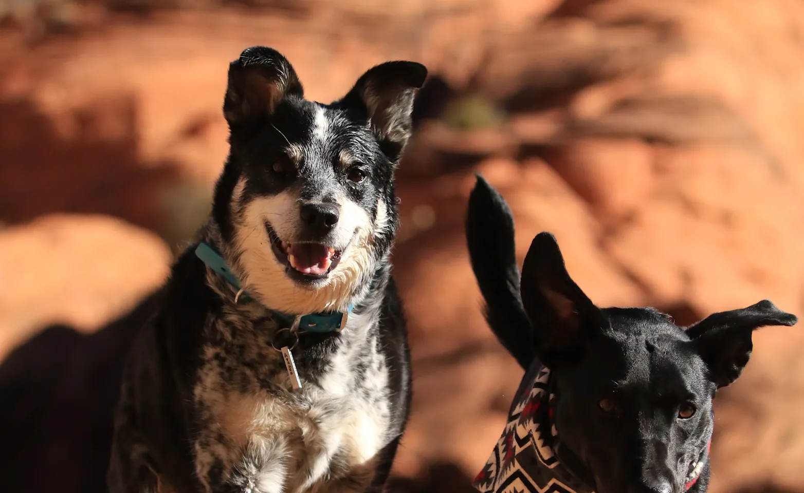 Dogs Dogs