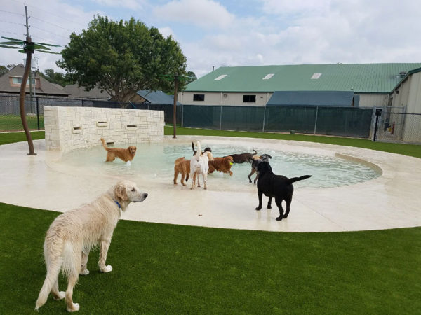 Dogs outside in pool