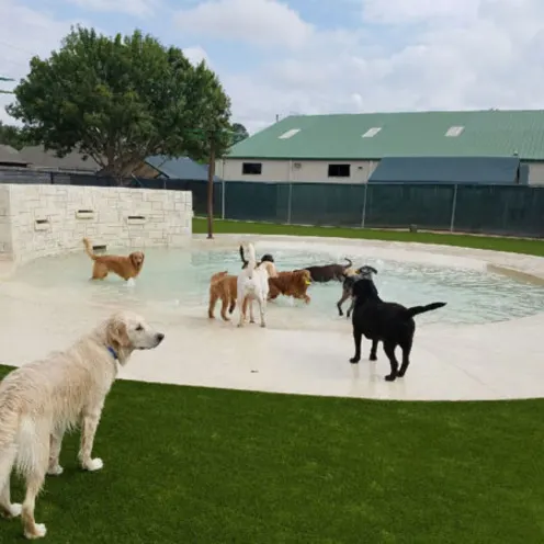 Dogs outside in pool