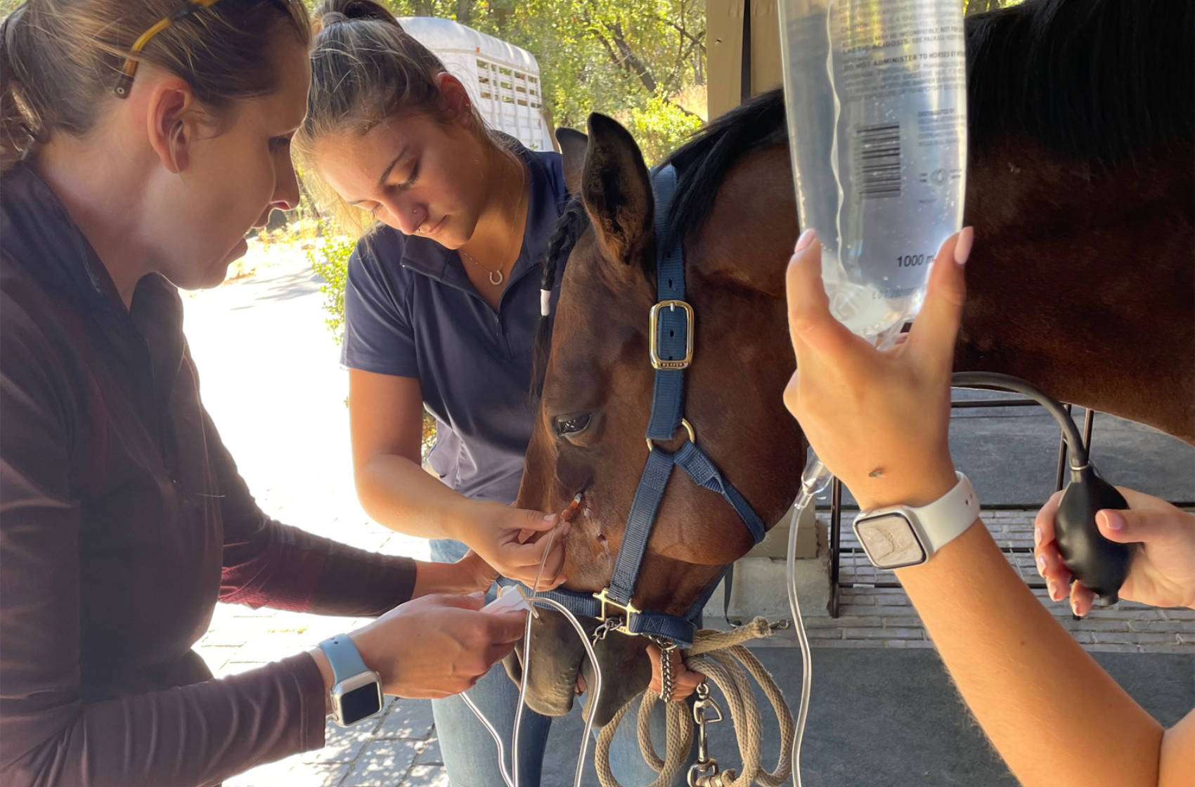 Three Veterinarians flushing a horse's nasal sinus