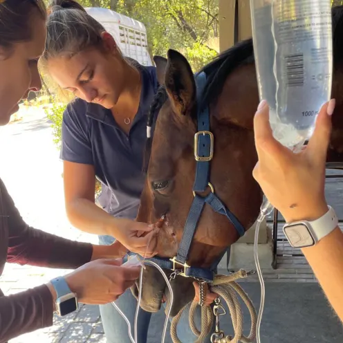 Three Veterinarians flushing a horse's nasal sinus