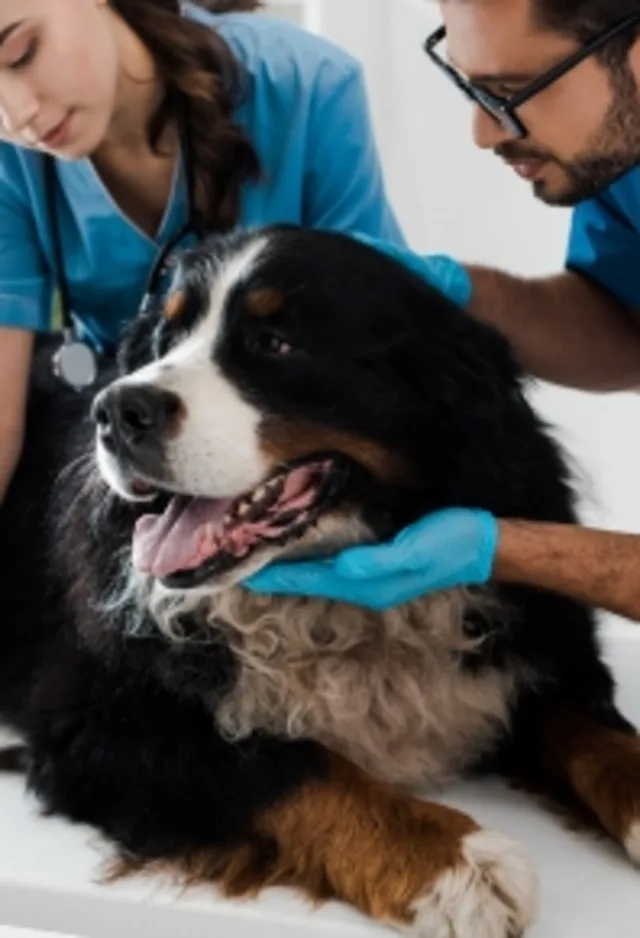 Bernese mountain dog being examined by male and female veterinarians Bernese mountain dog being examined by male and female veterinarians