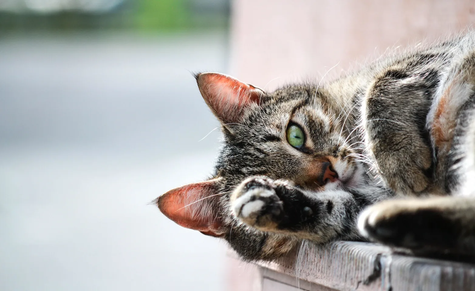 Tabby cat laying down, green eyes Tabby cat laying down, green eyes