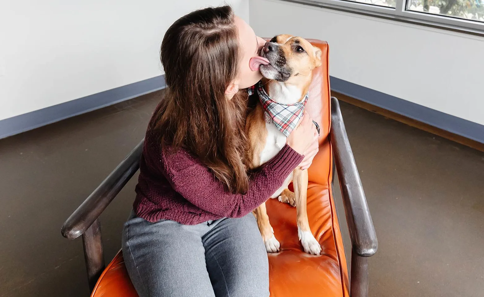 Dog and a woman sitting in a chair, with dog licking her face Dog and a woman sitting in a chair, with dog licking her face