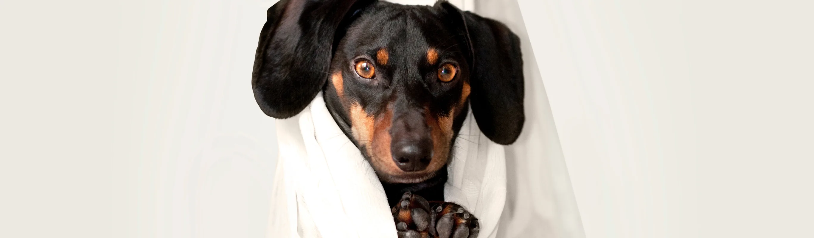 dog wrapped in sheet dog wrapped in sheet
