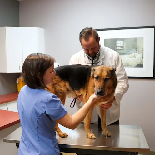 IV & CH Dog Exam IV & CH Dog Exam