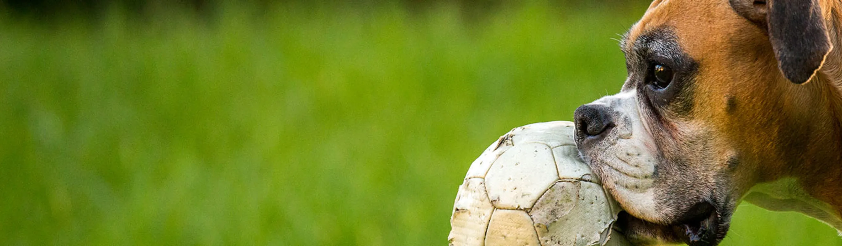 Dog outside on grass with soccer ball Dog outside on grass with soccer ball