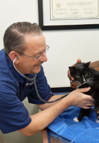 Dr. Lewellen examining a black cat