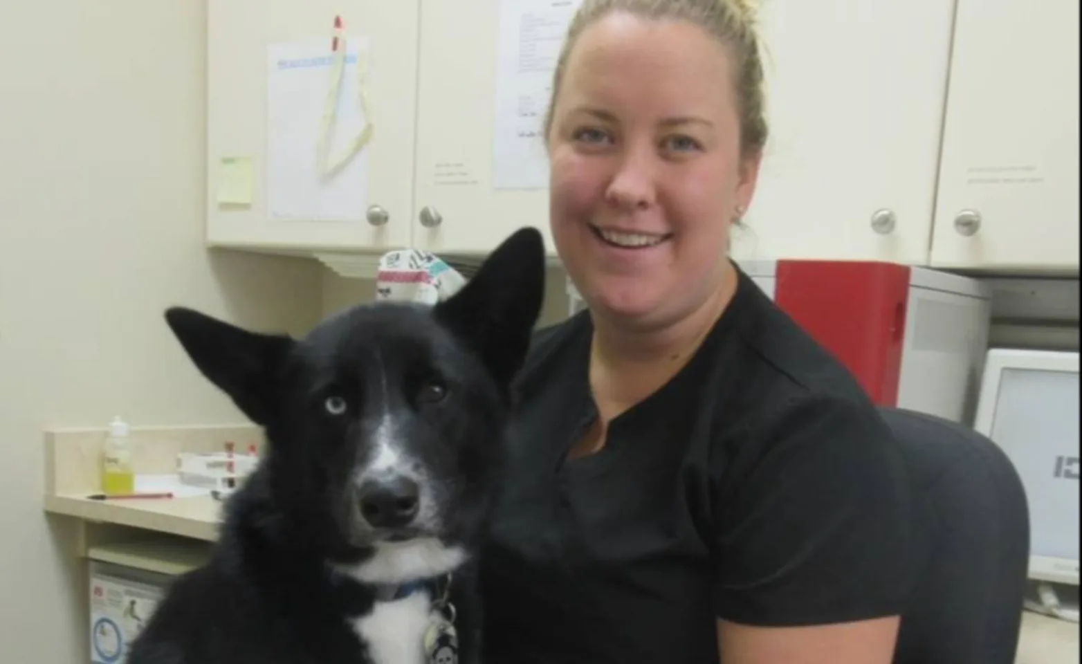 black dog sitting on vet black dog sitting on vet