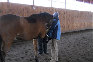 vet stretching horse  