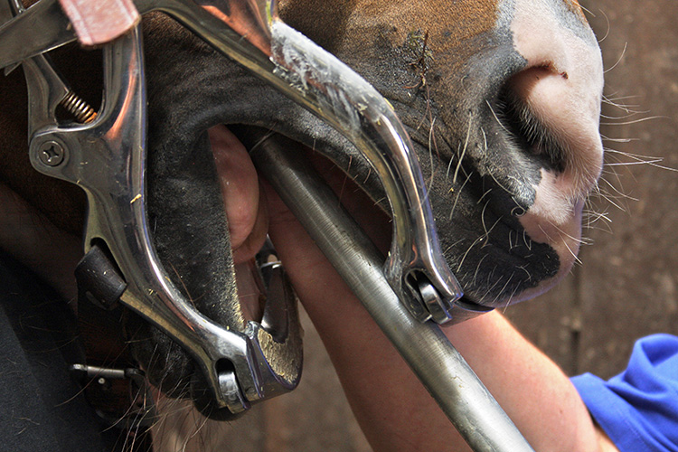 Dentistry services being used on horse
