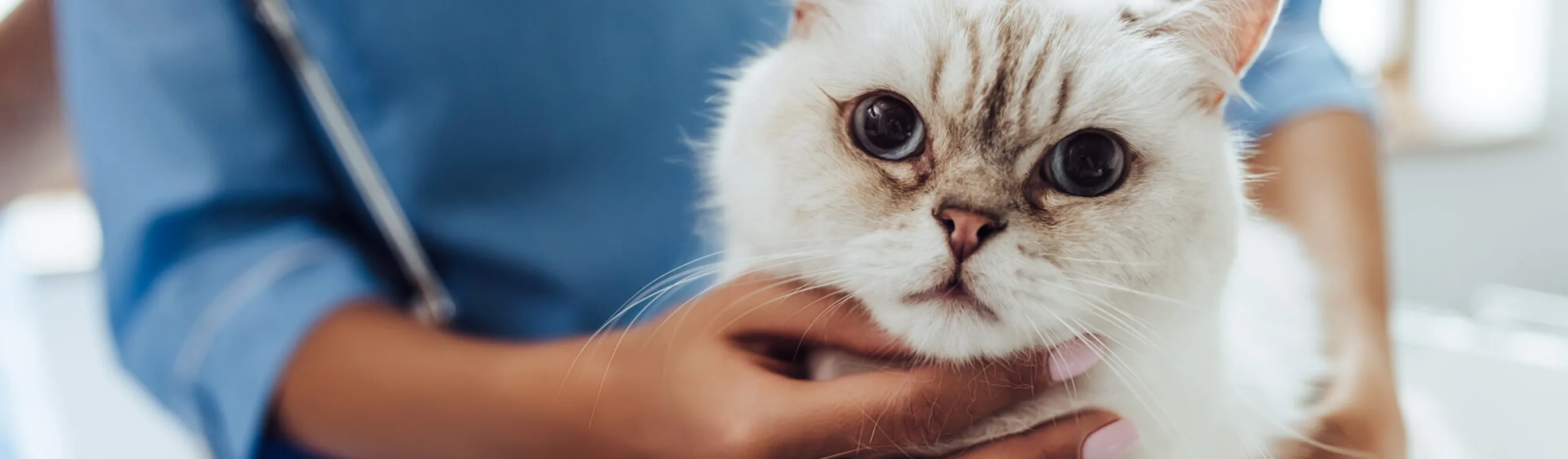 Vet holding a white kitten Vet holding a white kitten