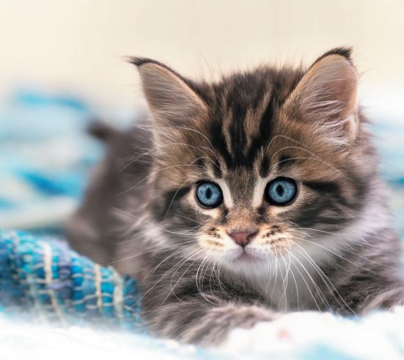 Kitten laying on a woven blanket