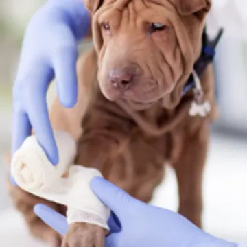 Dog receiving bandage Dog receiving bandage