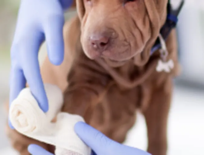 Dog receiving bandage Dog receiving bandage