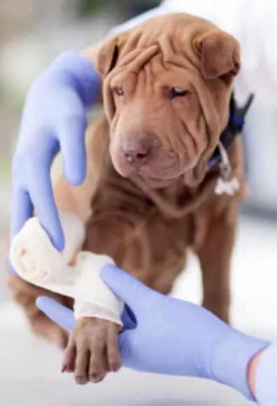 Dog receiving bandage