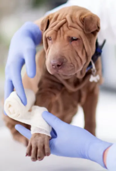 Dog receiving bandage Dog receiving bandage