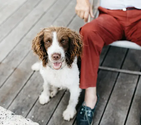 dog with a senior in a chair dog with a senior in a chair