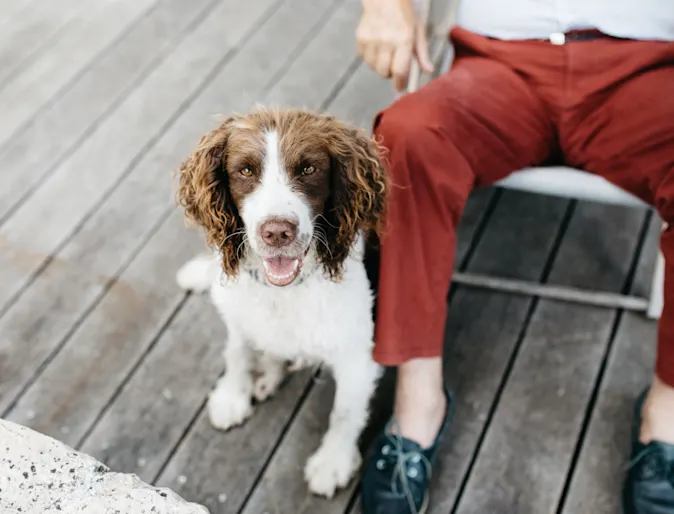 dog with a senior in a chair