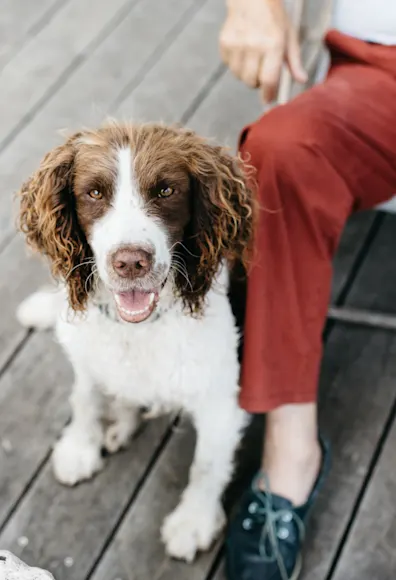 dog with a senior in a chair dog with a senior in a chair