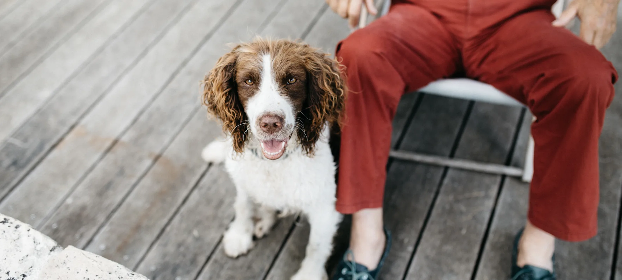 dog with a senior in a chair