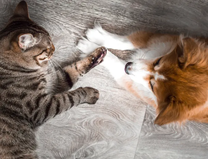 Orang and white dog laying on hardwood floors with a brindle cat