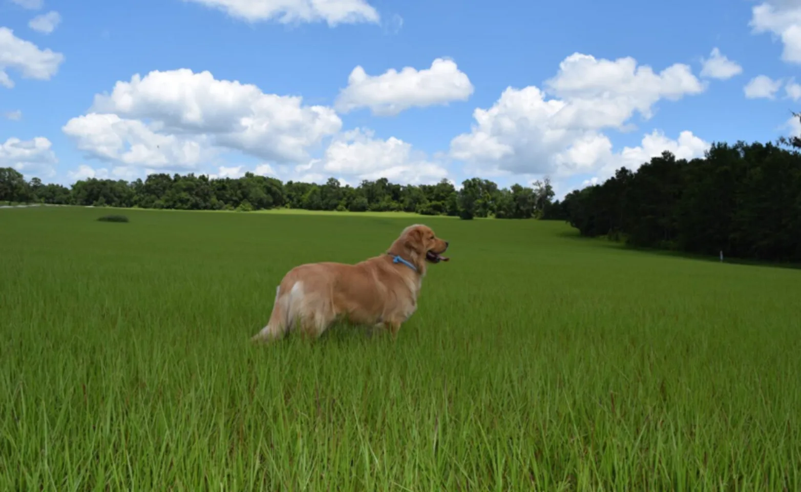 Dog in grass Dog in grass