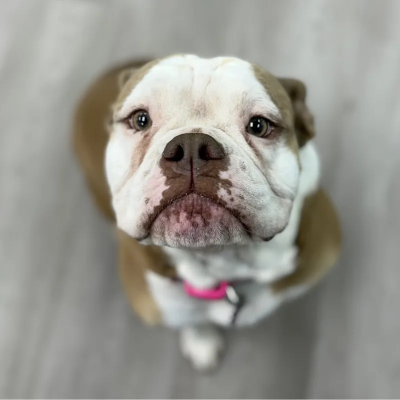 Toula Toula