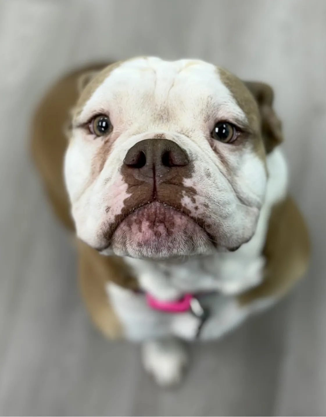 Toula Toula