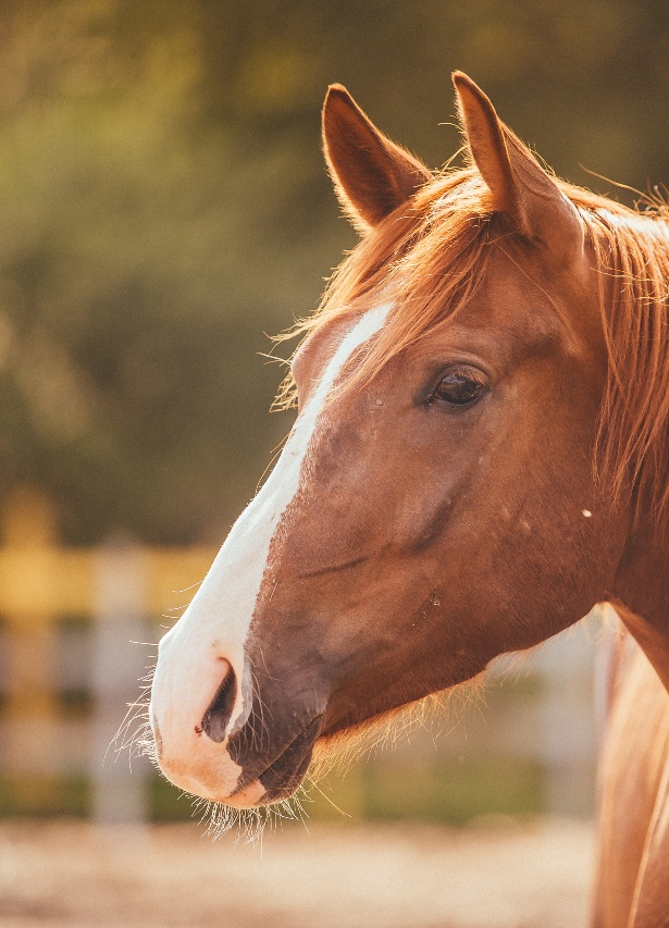 Brown horse standing outdoors