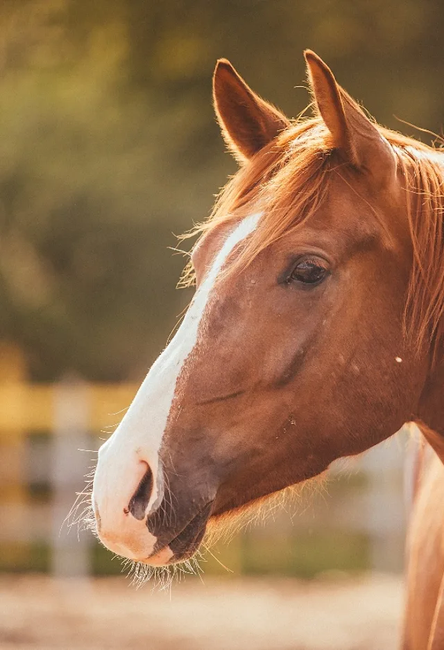 Brown horse standing outdoors Brown horse standing outdoors