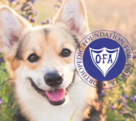 Orthopedic Foundation for Animals (OFA) Certification
