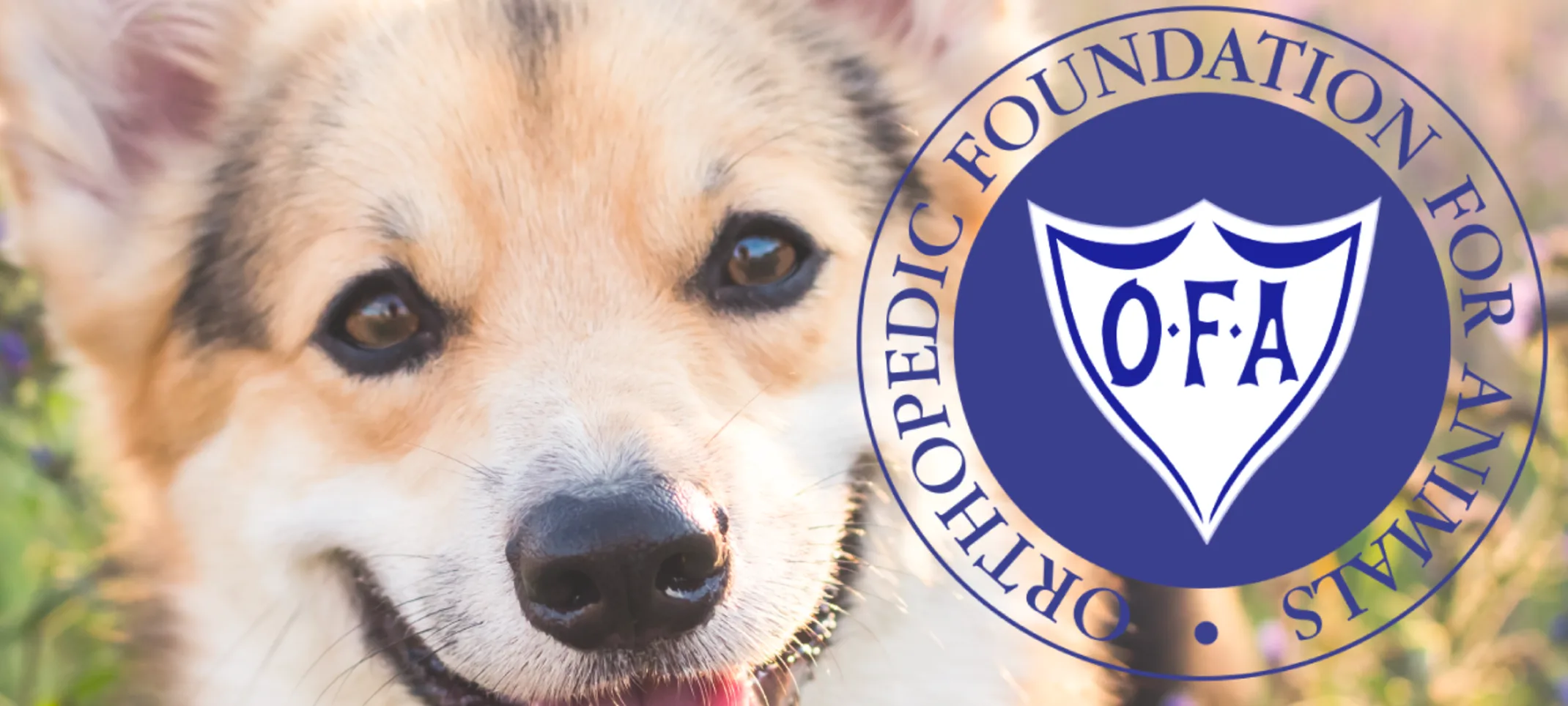 Orthopedic Foundation for Animals (OFA) Certification Orthopedic Foundation for Animals (OFA) Certification