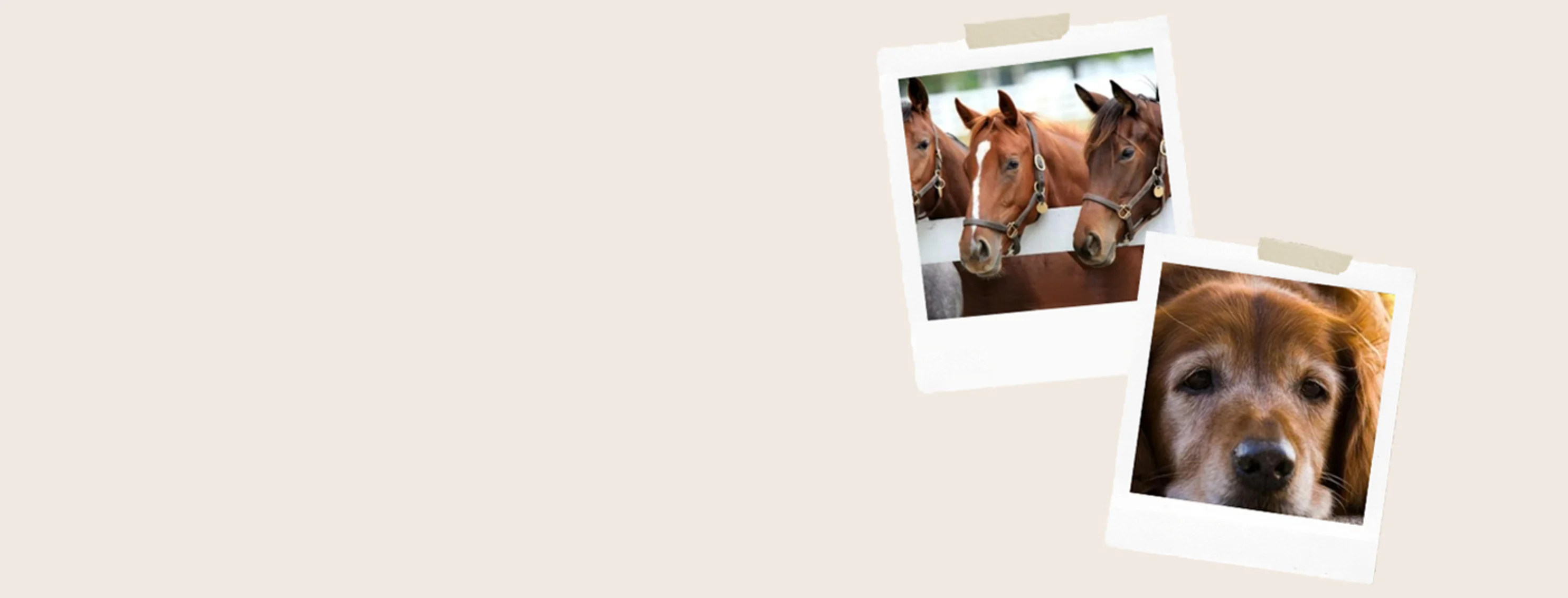 Cream Color Background with Cat and Horse Picture Cream Color Background with Cat and Horse Picture