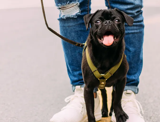 dog and man walking in street