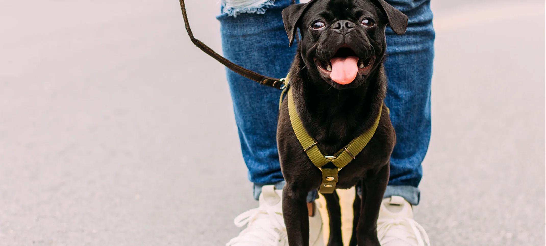 dog and man walking in street