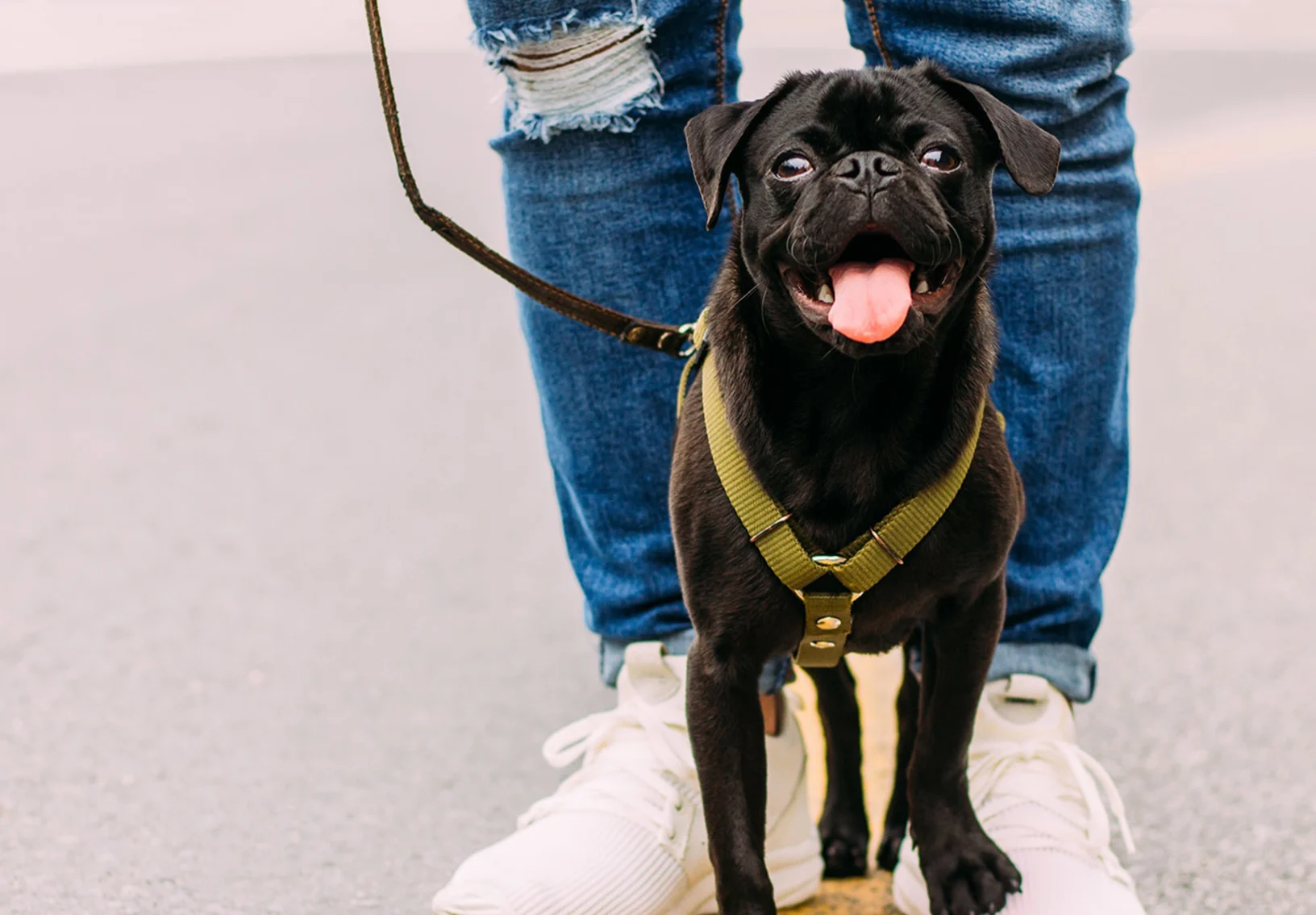 dog and man walking in street