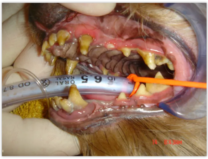 Pre-operative intraoral photograph Pre-operative intraoral photograph