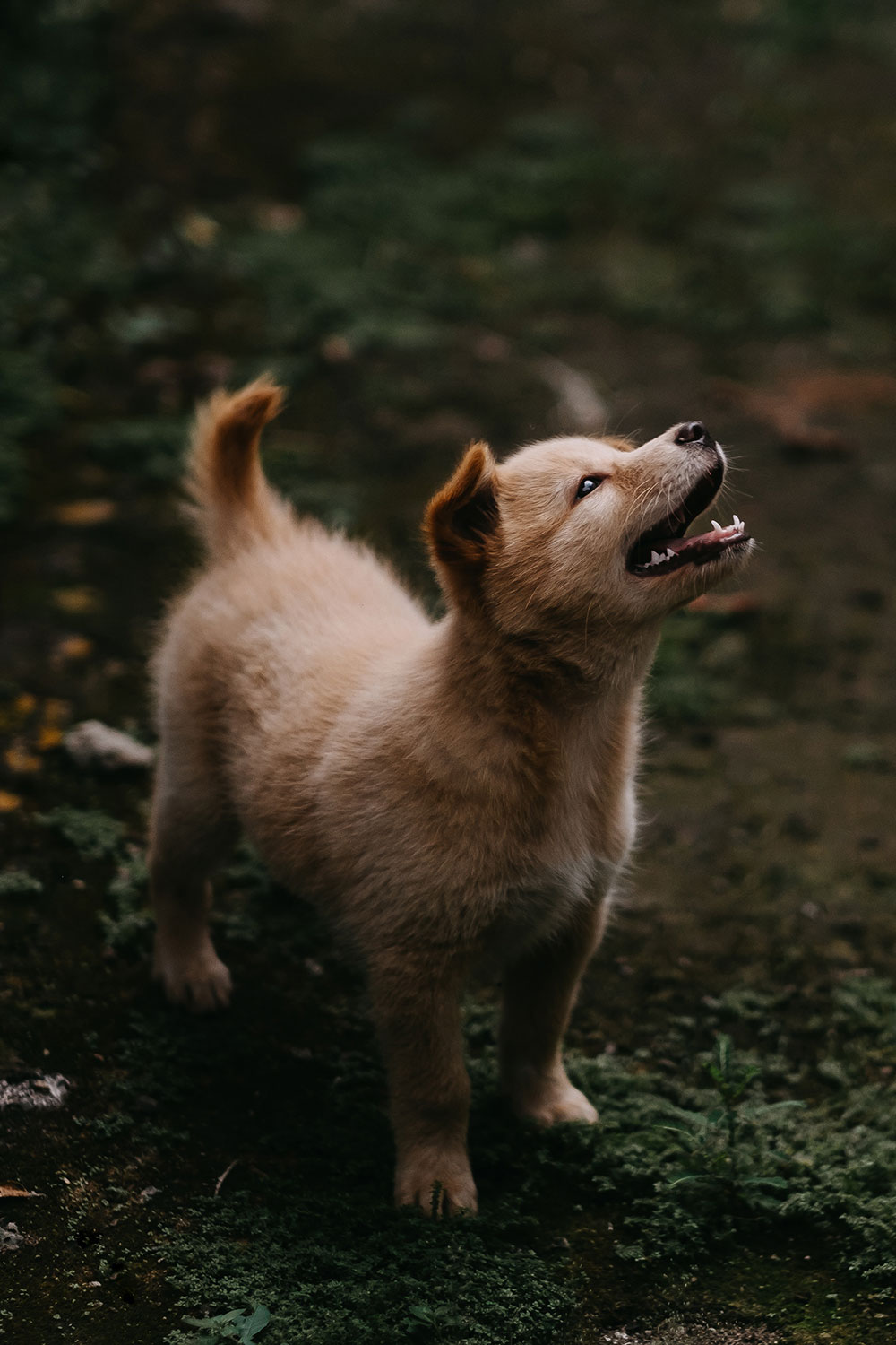 Dog smiling in grass